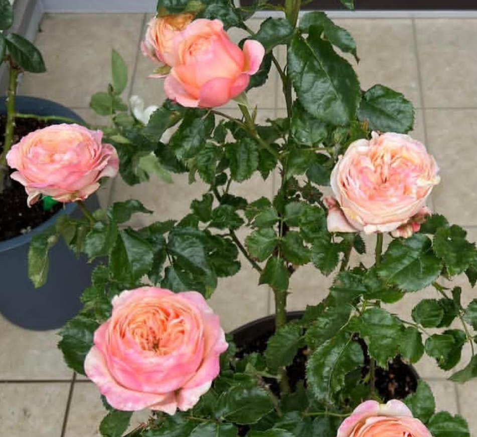 Dorse garden rose plant flower bush shrub - Image 5