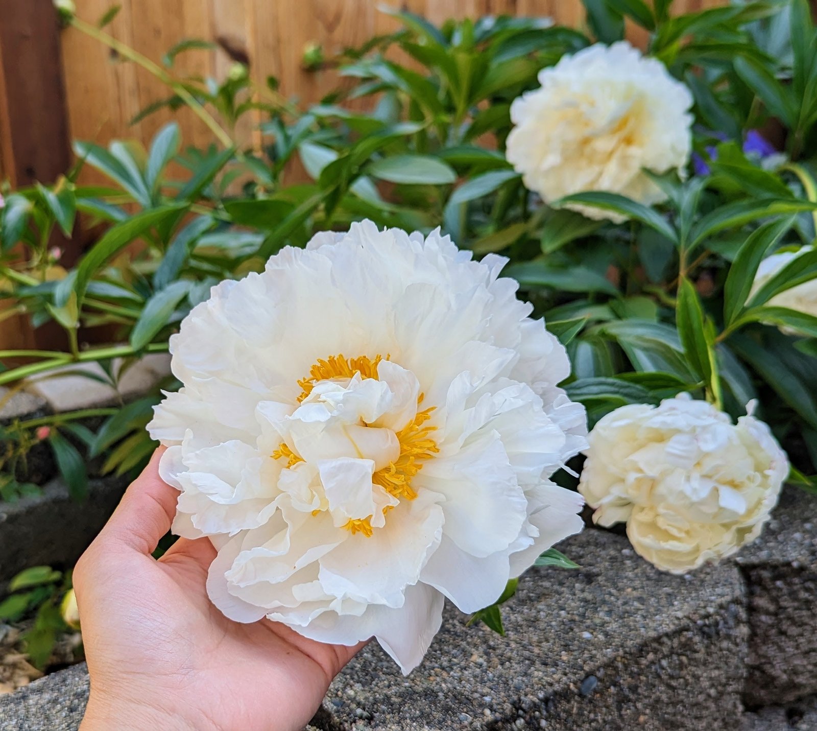 5 mixed mysterious herbaceous peony - Image 9
