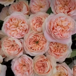 Priscilla color changing garden rose plant flower bush shrub