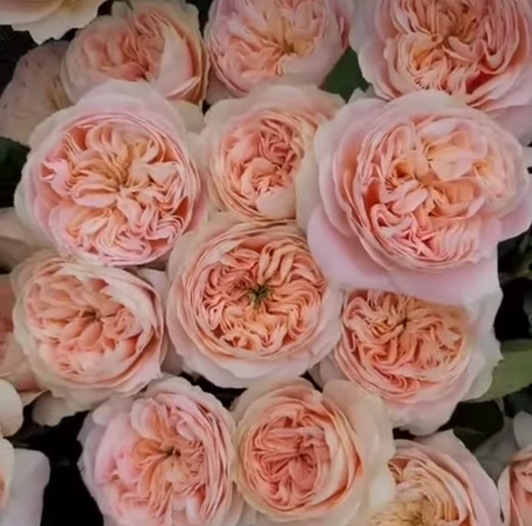 Priscilla color changing garden rose plant flower bush shrub