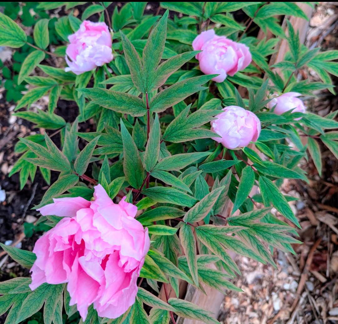 "Yachiyo tsubaki" Japanese tree peony - Image 3