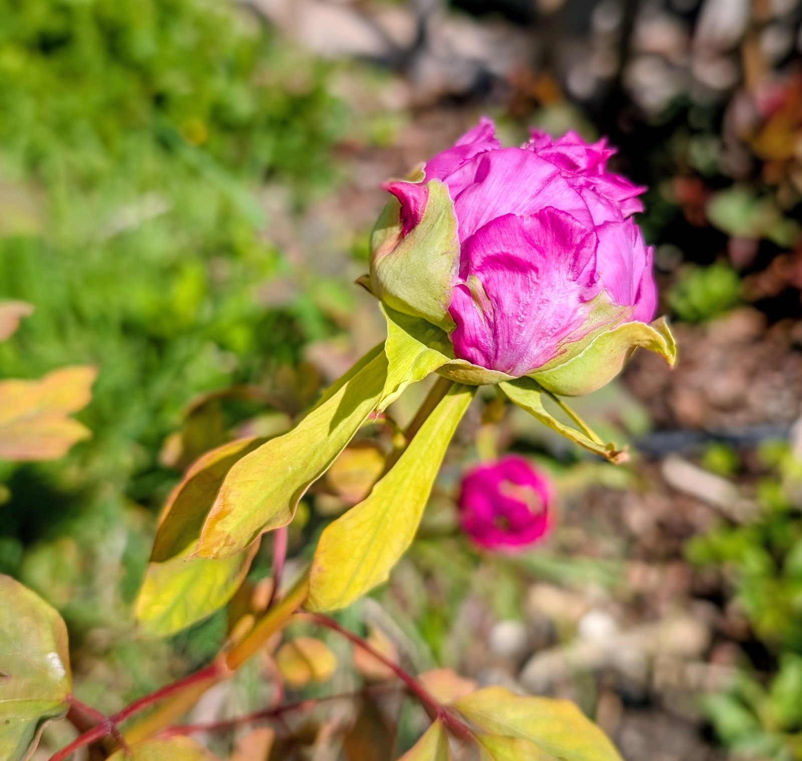 "Champion Crown" large flower tree peony - Image 22