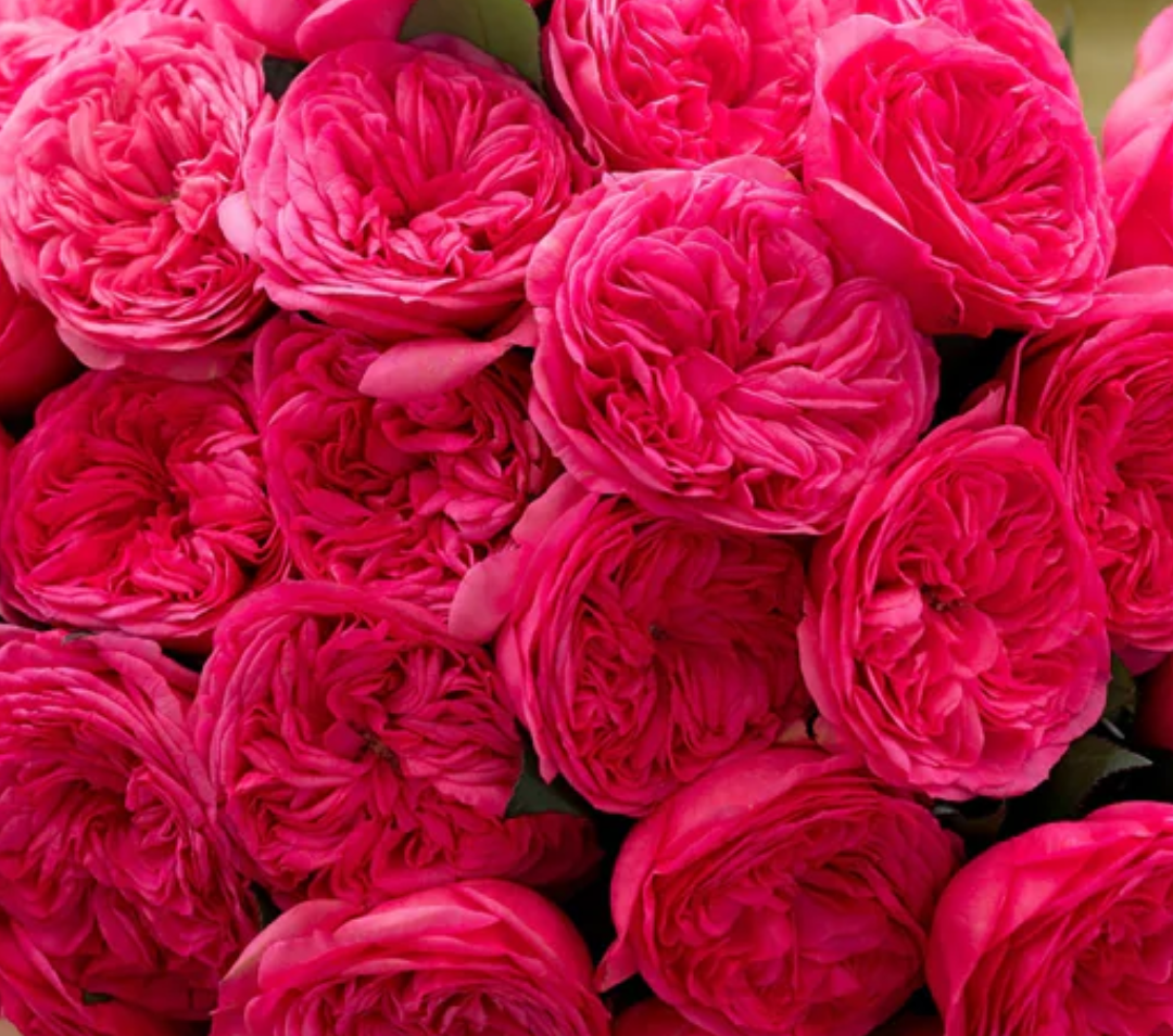 Baronesse rose plant flower bush shrub - Image 3