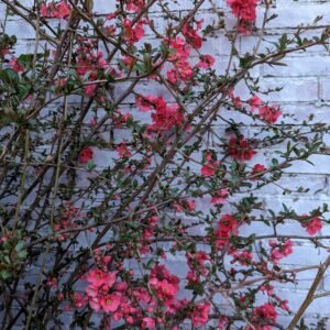 Free quince cuttings