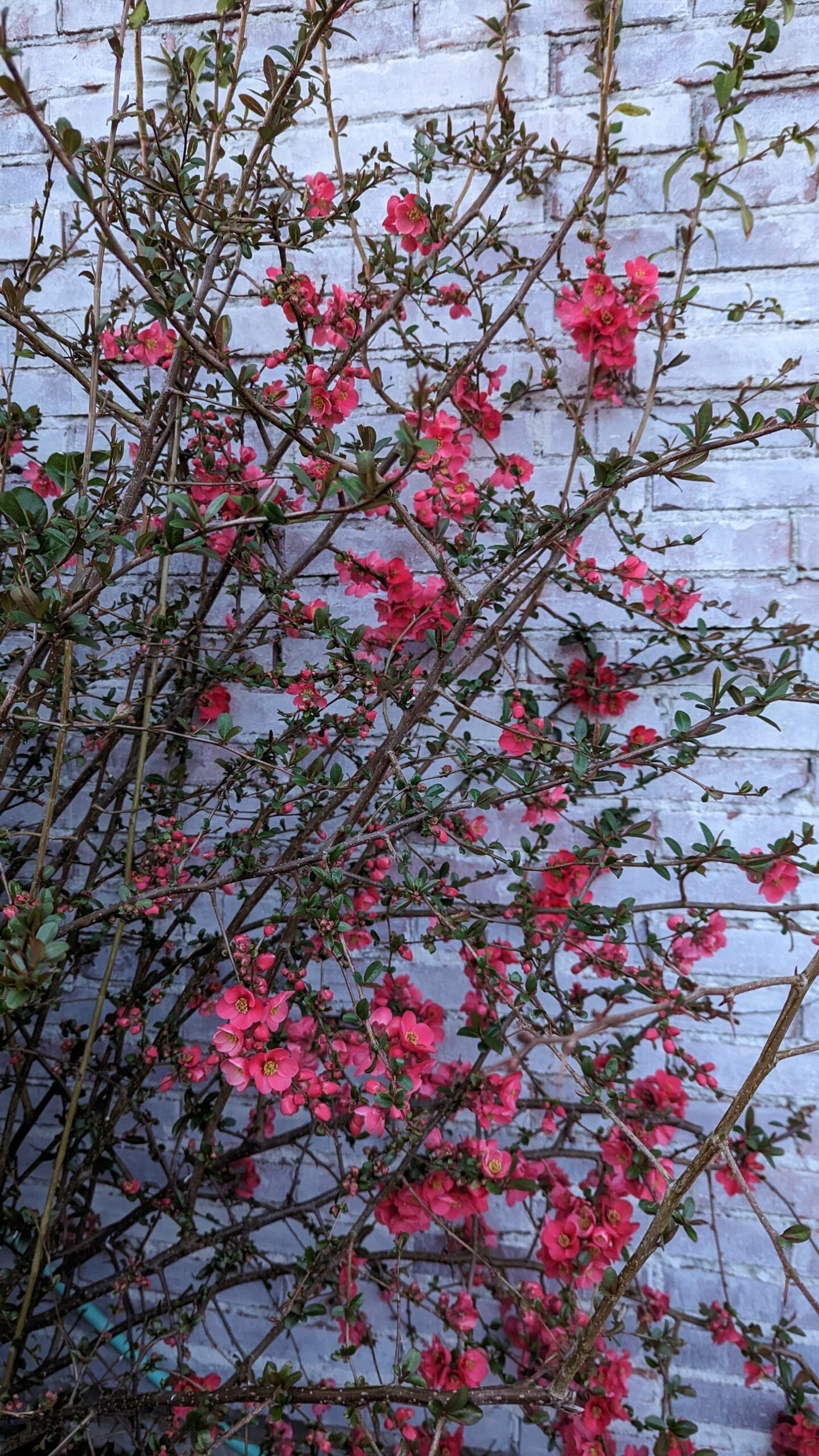 Free quince cuttings