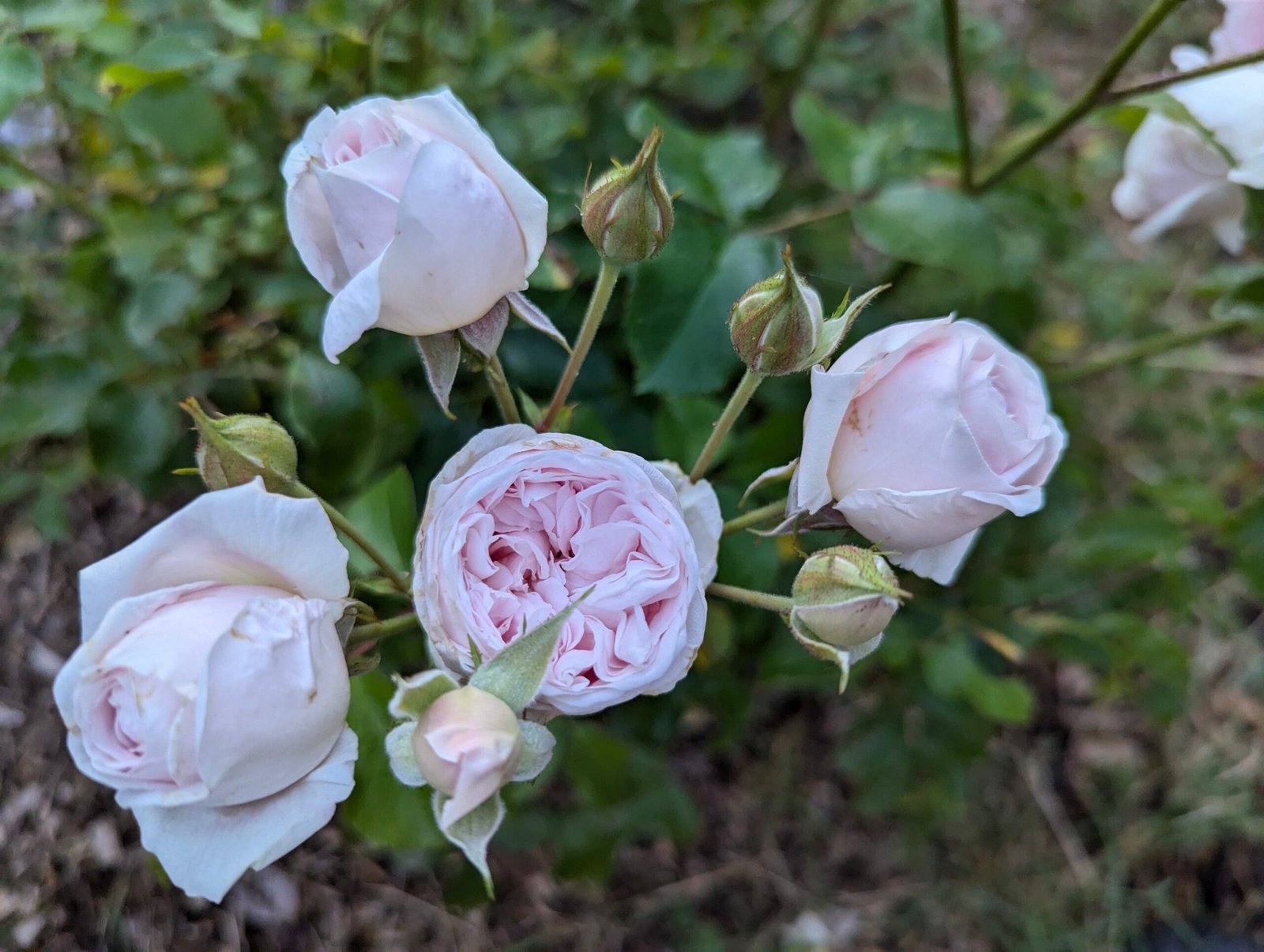 Souvenir de Malmaison thornless rose plant flower bush shrub - Image 3