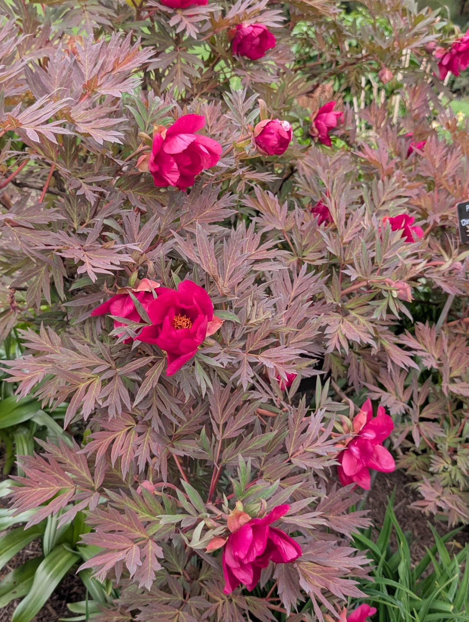 Chinese Dragon tree peony - Image 2