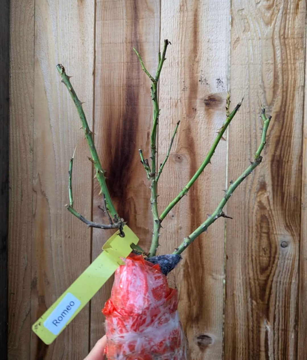 Romeo garden rose plant flower bush deciduous shrub - Image 7