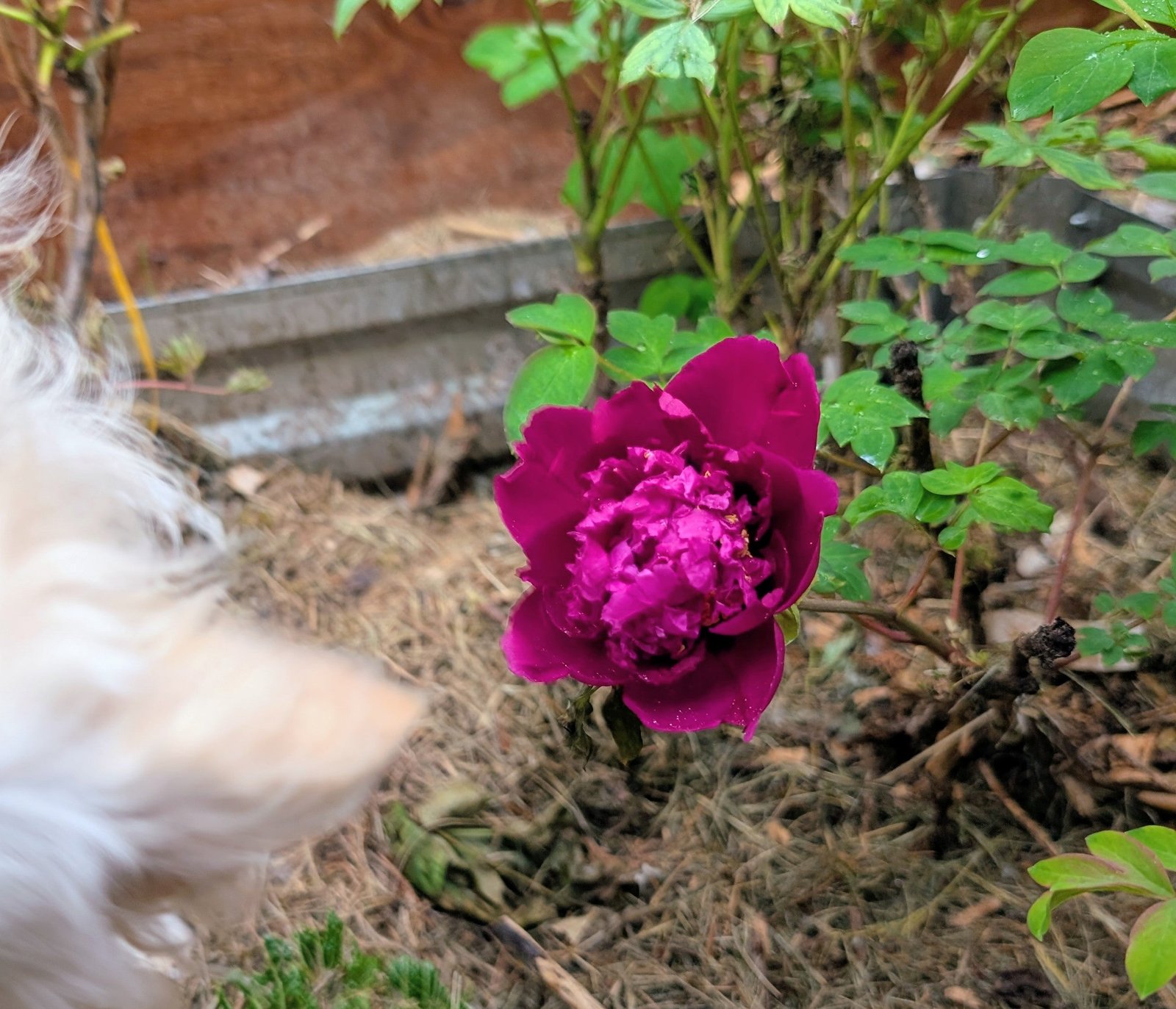 Chrysanthemum Moon Zi Ju Ban Yue tree peony - Image 5
