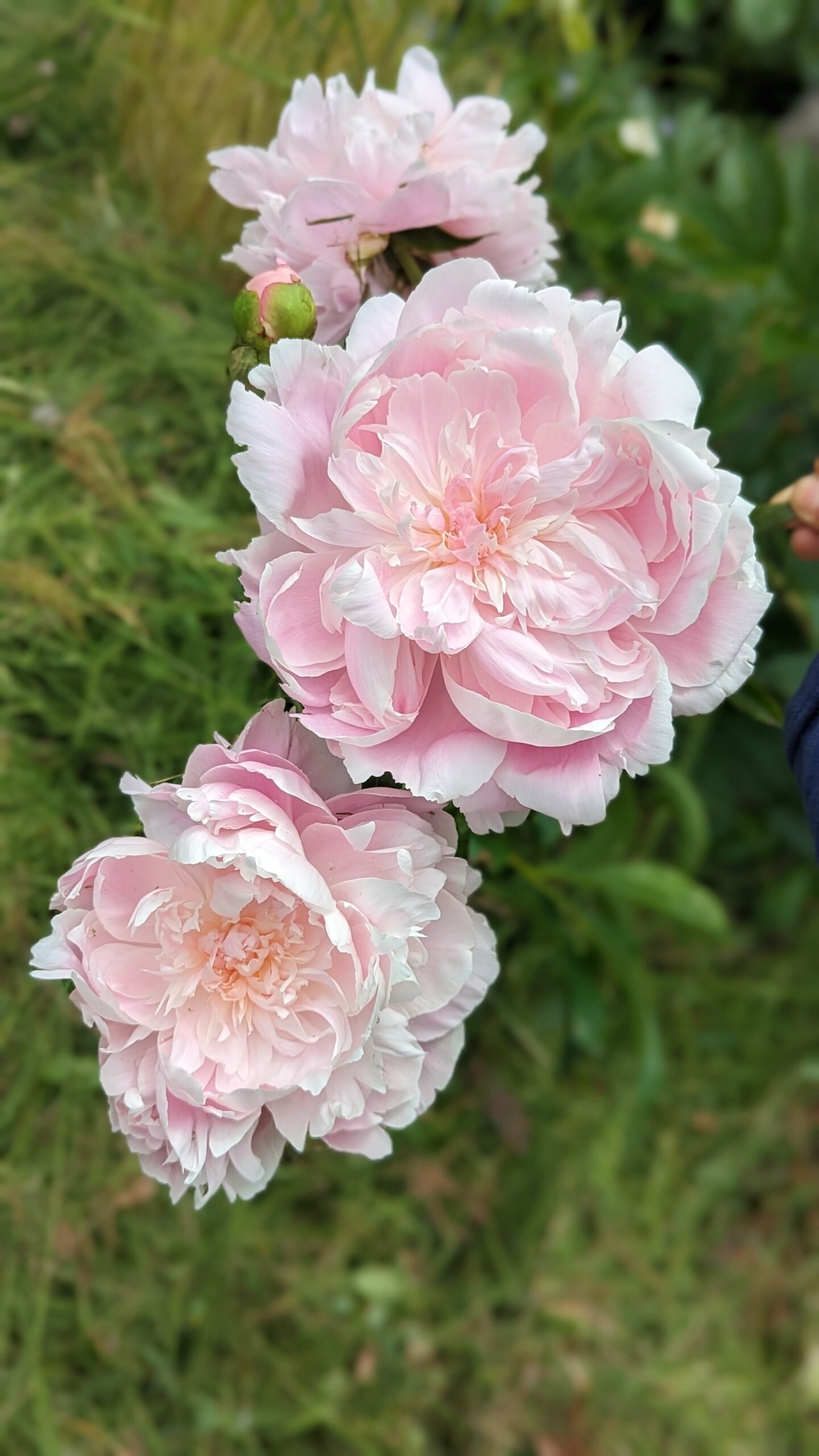 5 mixed mysterious herbaceous peony - Image 7