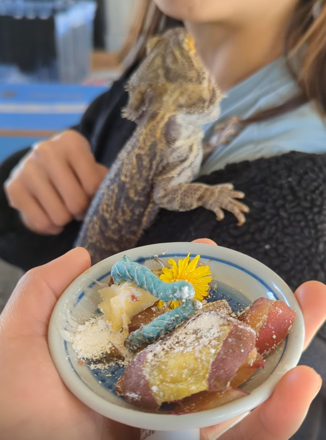 Bearded dragon - Image 7