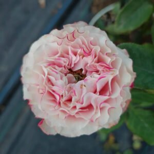Country Candy garden rose plant flower bush deciduous shrub
