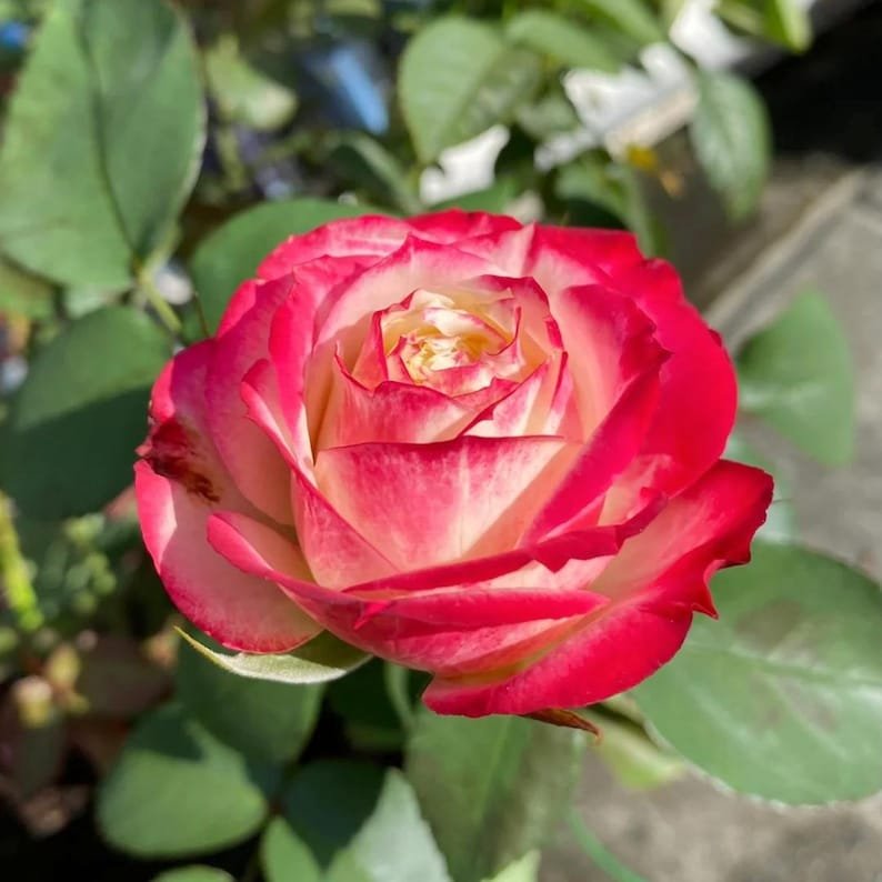 Apple Jack rose plant - Image 8