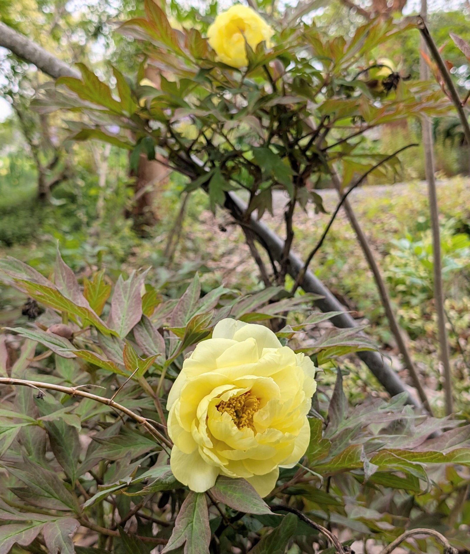 Golden Crown tree peony - Image 4