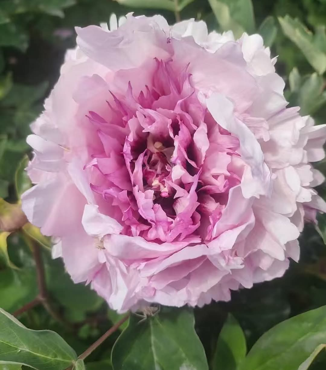 "Peace & Prosperity" multicolor large flower tree peony - Image 2