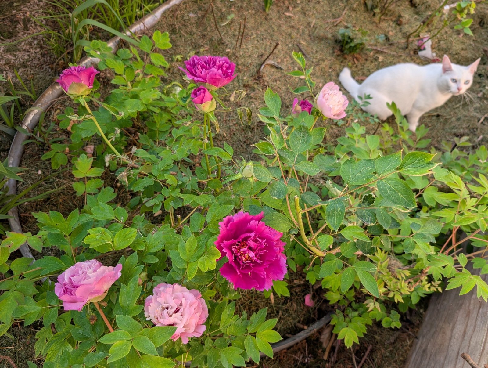 "Zi guan yu chi" large flower tree peony