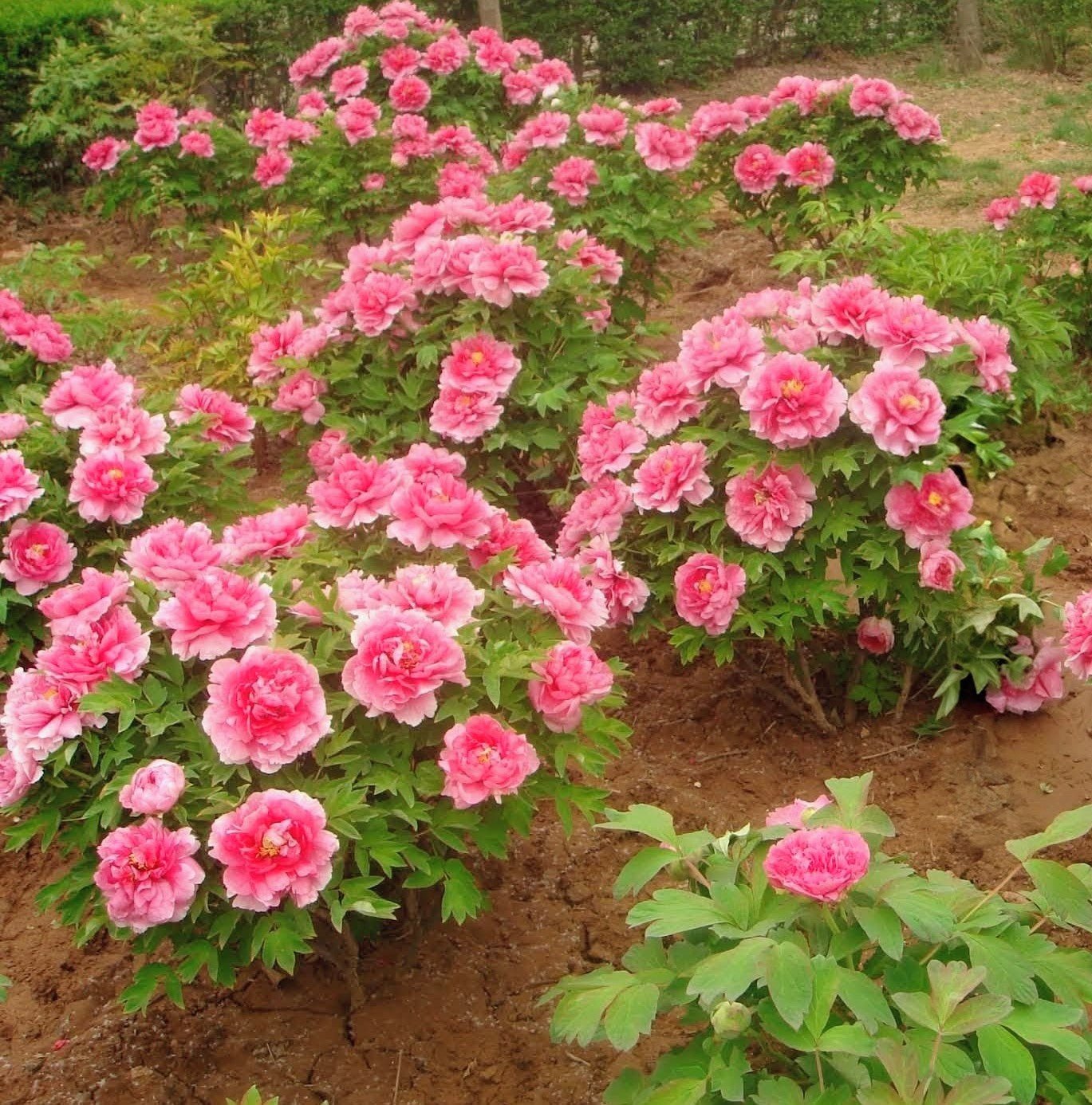 "Welcoming the Red Sun" large flower tree peony - Image 2