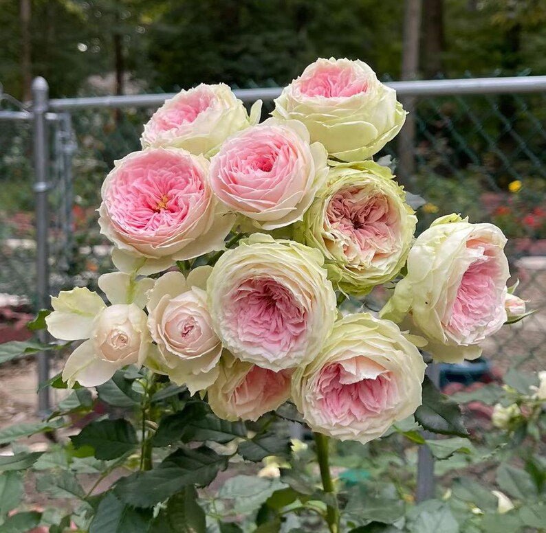 Pompon Veranda garden rose plant flower bush shrub - Image 4