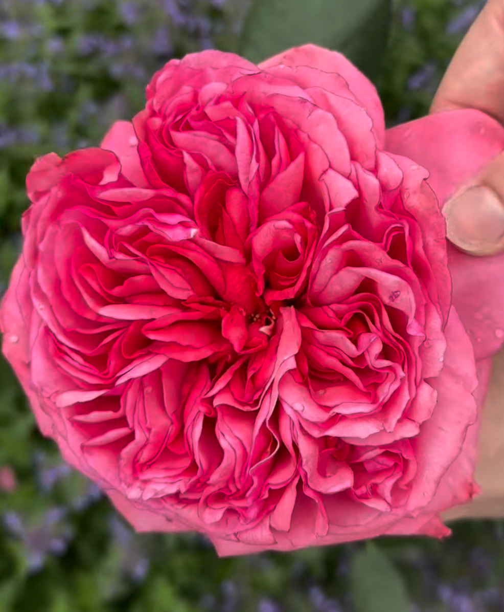 5-7 gal large size "Loves me, loves me not" garden rose plant flower bush shrub - Image 5