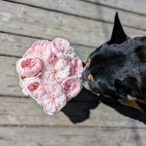 Sabrina garden rose plant flower bush shrub