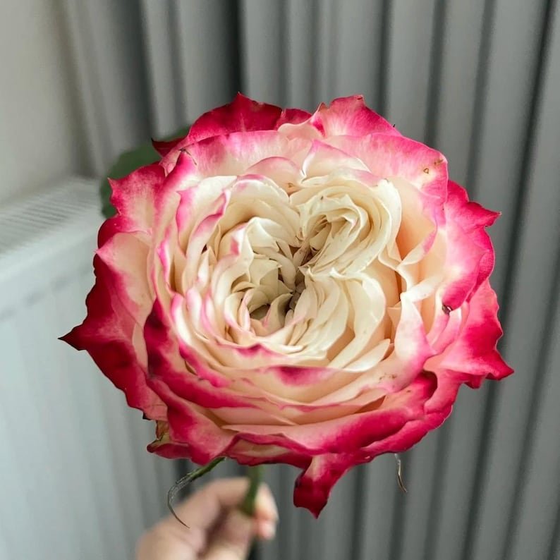 Apple Jack rose plant - Image 7