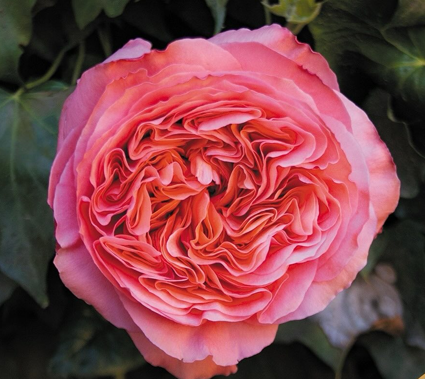 Candy Xpression garden rose plant flower bush shrub - Image 2