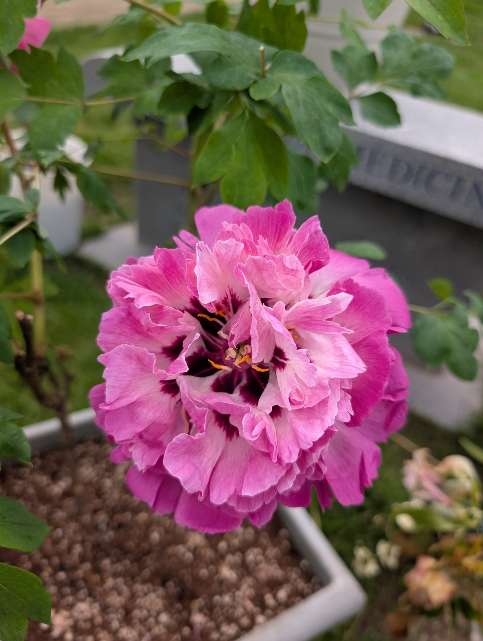 Bao Lian Deng tree peony - Image 3