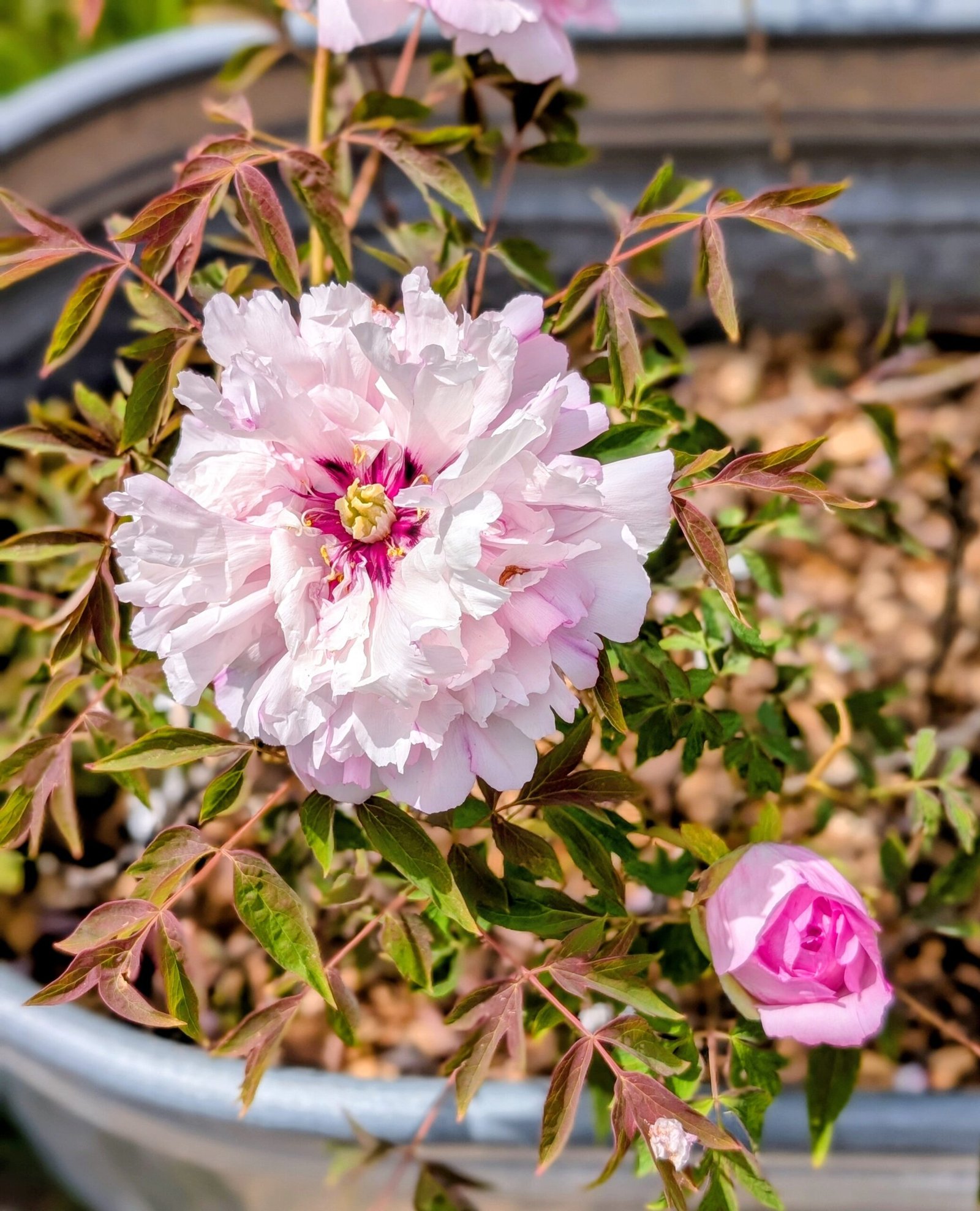 "Pink crown jade beads" tree peony - Image 14
