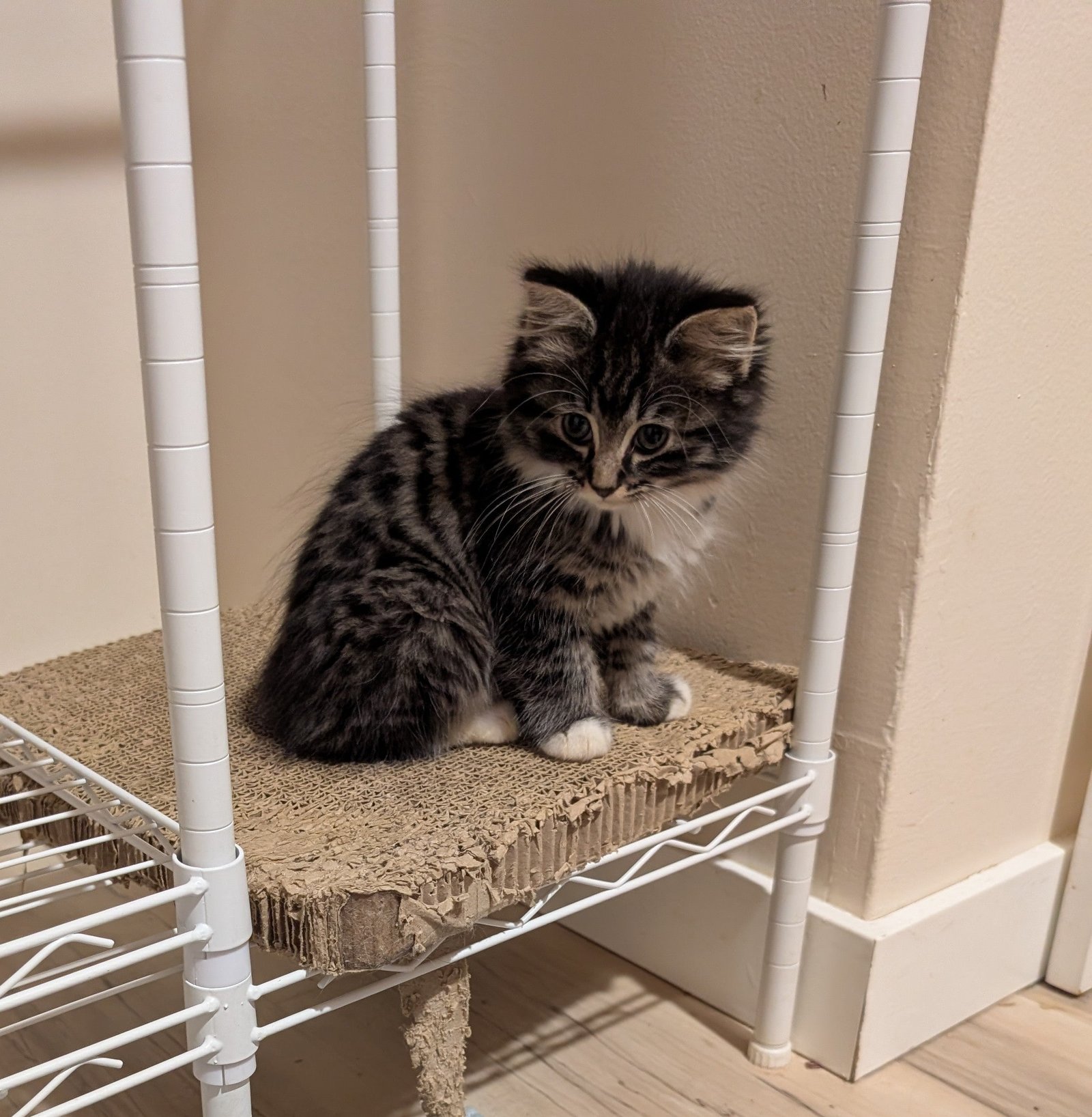 2.5 month old kitten kitty cats - Image 17