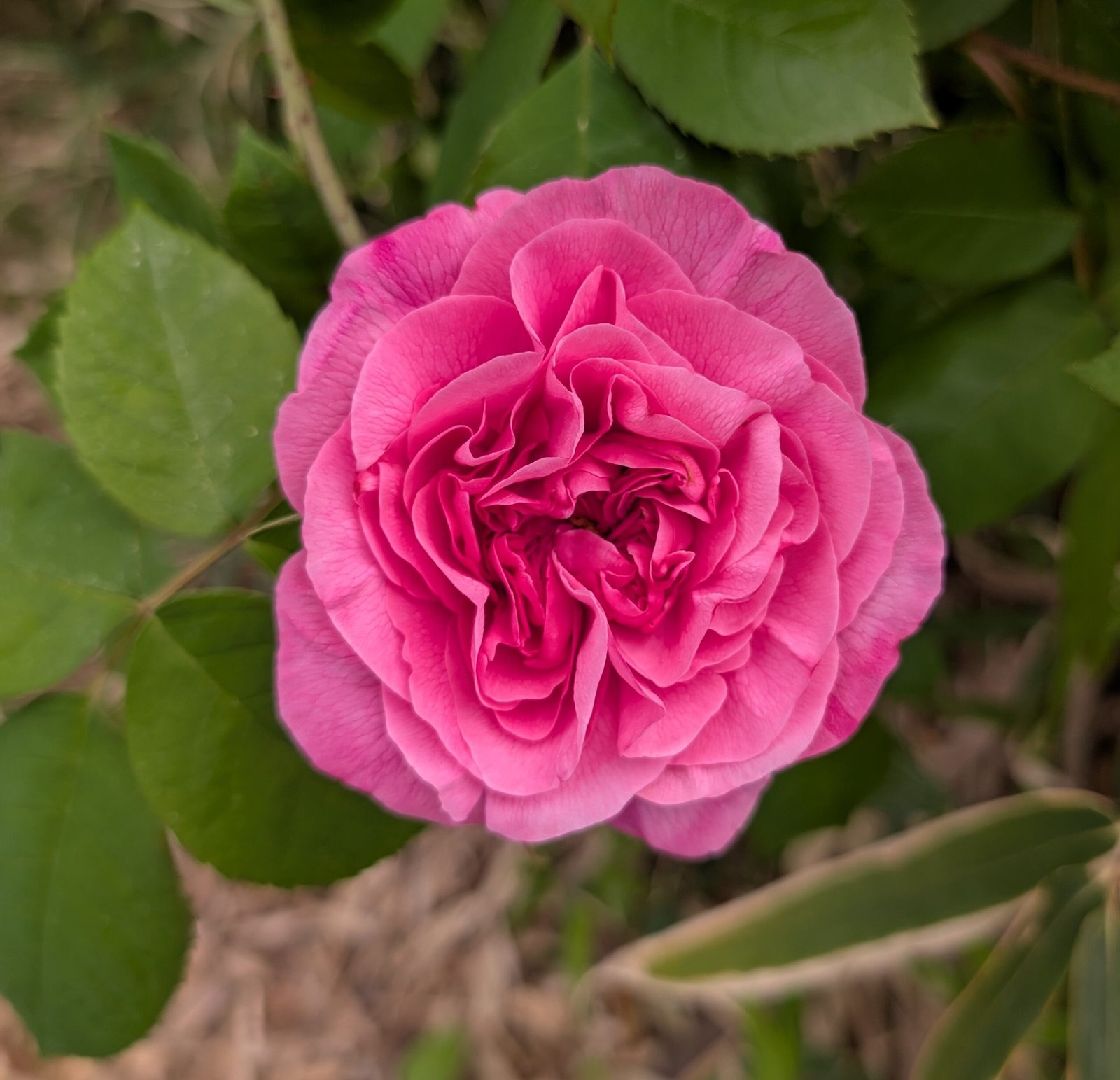 5-7 gal large size "Loves me, loves me not" garden rose plant flower bush shrub - Image 3