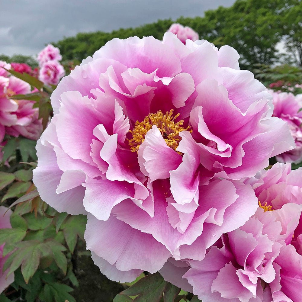 Shimano-fuji Japanese large flower tree peony - Image 3