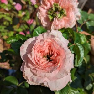 Mysterious DA, Wabara, Princess, Wan etc garden rose plant flower bush deciduous shrub
