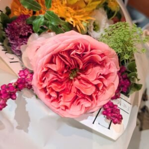 Candy Xpression garden rose plant flower bush shrub