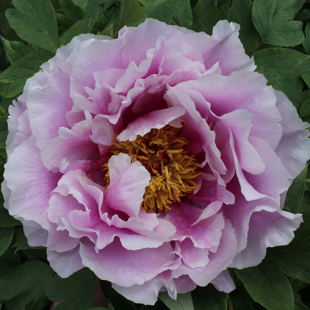 Shimano-fuji Japanese large flower tree peony - Image 4