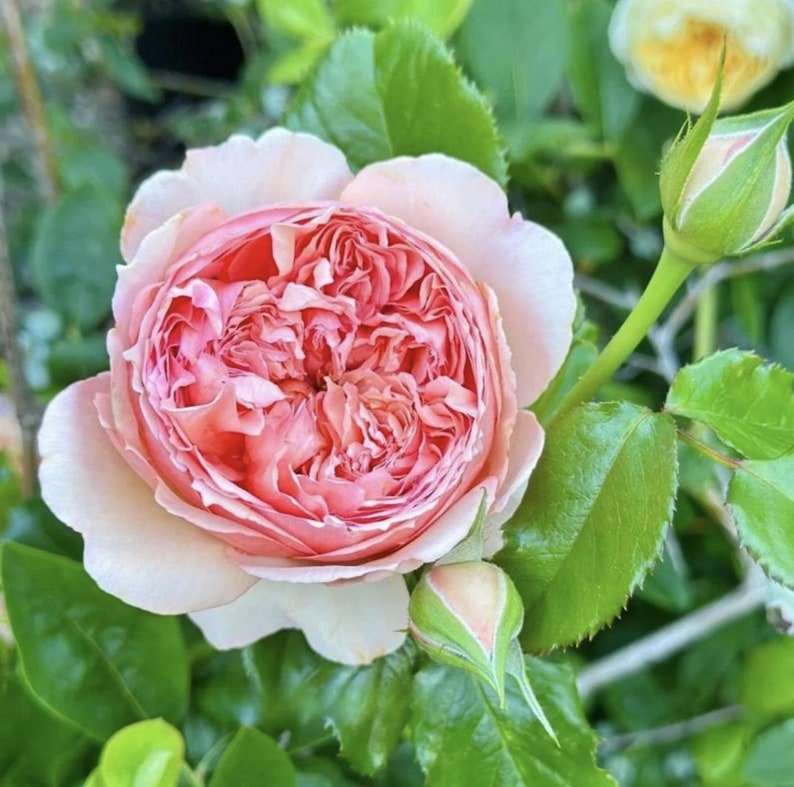 Masora Japanese garden rose plant flower bush shrub - Image 3