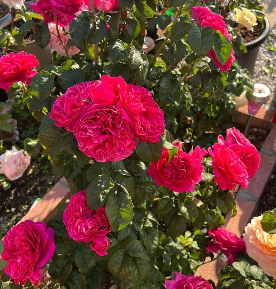 Wedding garden rose plant flower bush deciduous shrub - Image 4