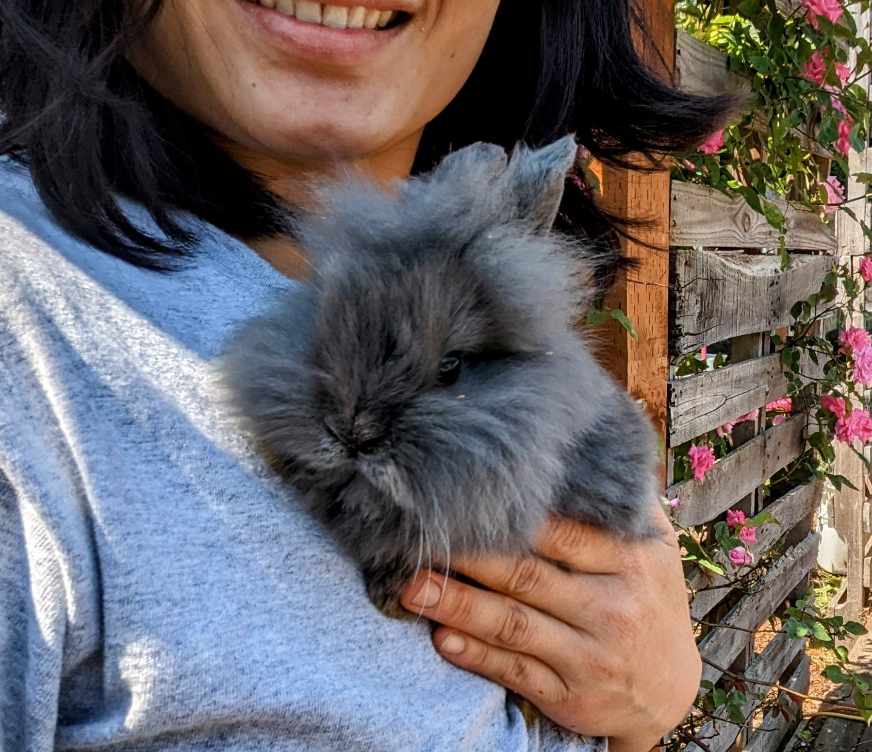 2-6 month old bunny rabbits - Image 15