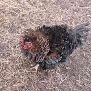 Free small bantam mixed color frizzle rooster