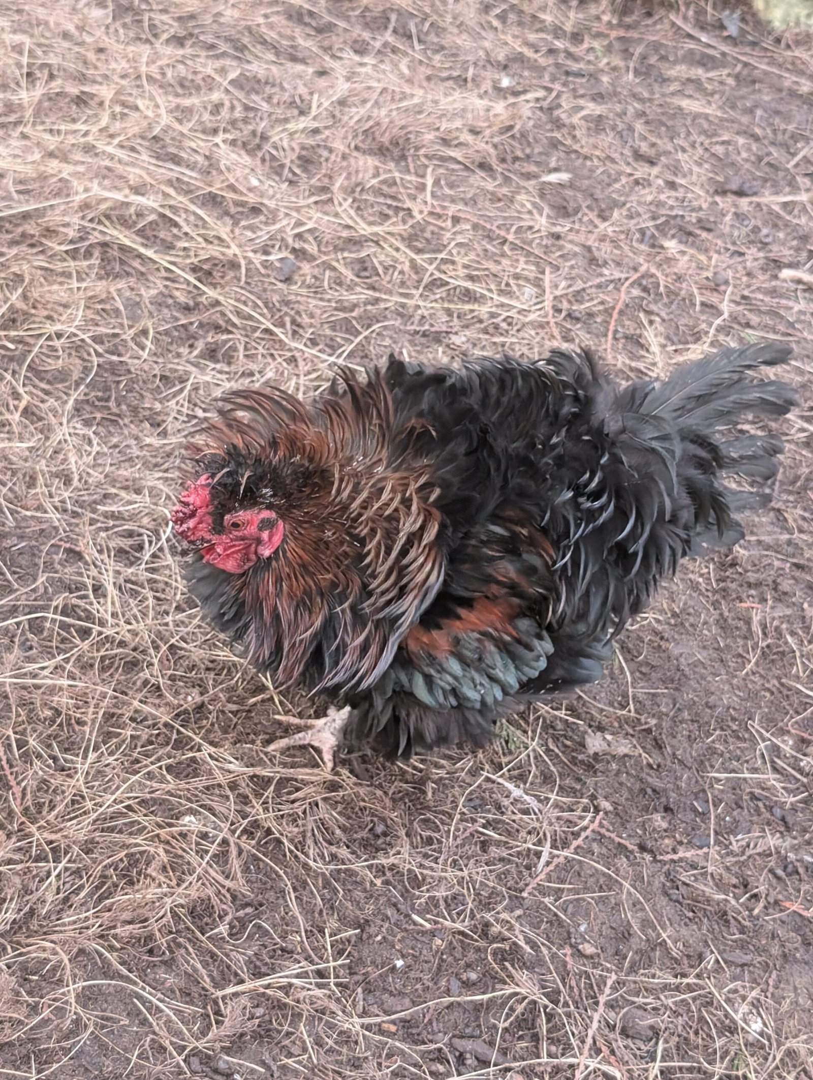 Free small bantam mixed color frizzle rooster