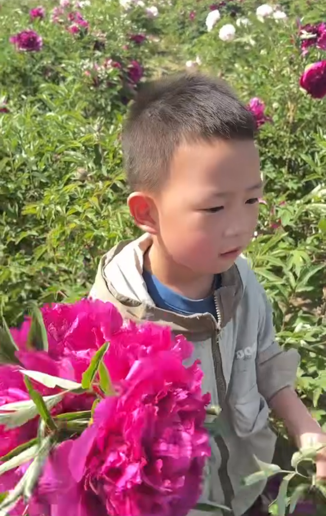 He Ping Hong Xiu Qiu tree peony - Image 6