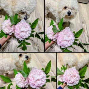 "Red thread girl" large flower tree peony Preorder for fall 2026