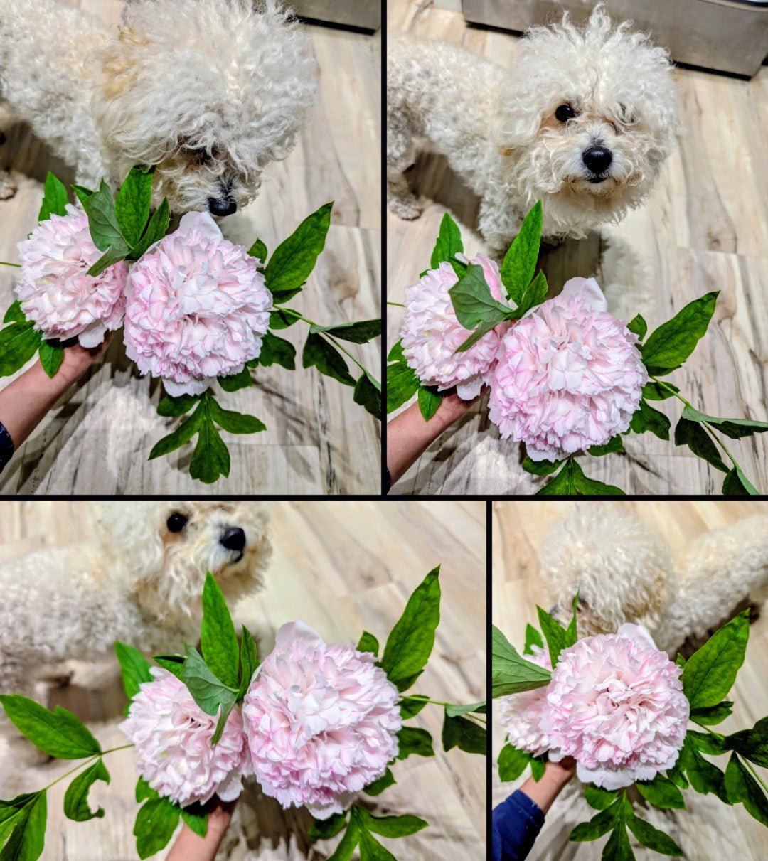 "Red thread girl" large flower tree peony Preorder for fall 2026