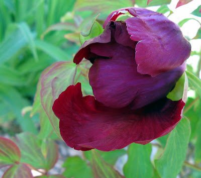 Hatsugarasu Japanese large flower tree peony Preorder for fall 2026 - Image 6