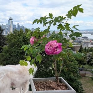 "Lotus lantern" large flower tree peony