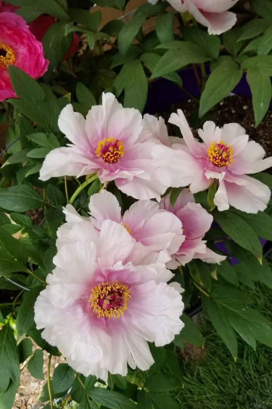 "Snowy Peach Blossom" tree peony - Image 2