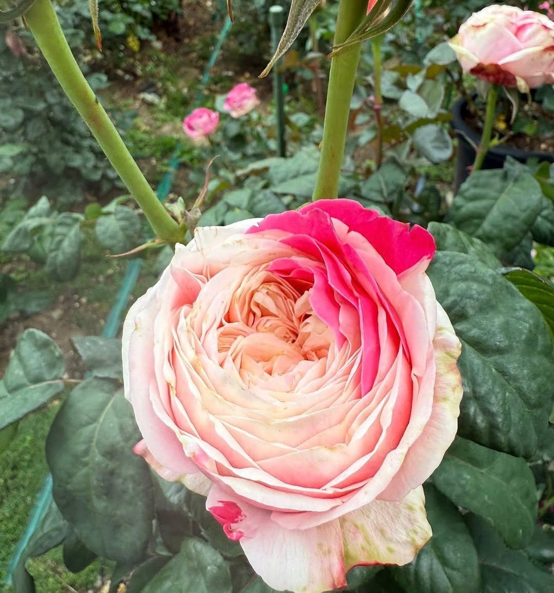 Tamaki garden rose plant flower bush shrub - Image 3