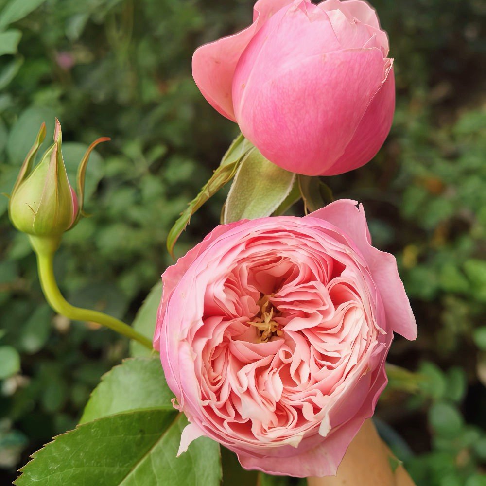 New Design garden rose plant - Image 2