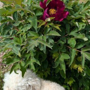 Dancing Crimson Butterfly tree peony