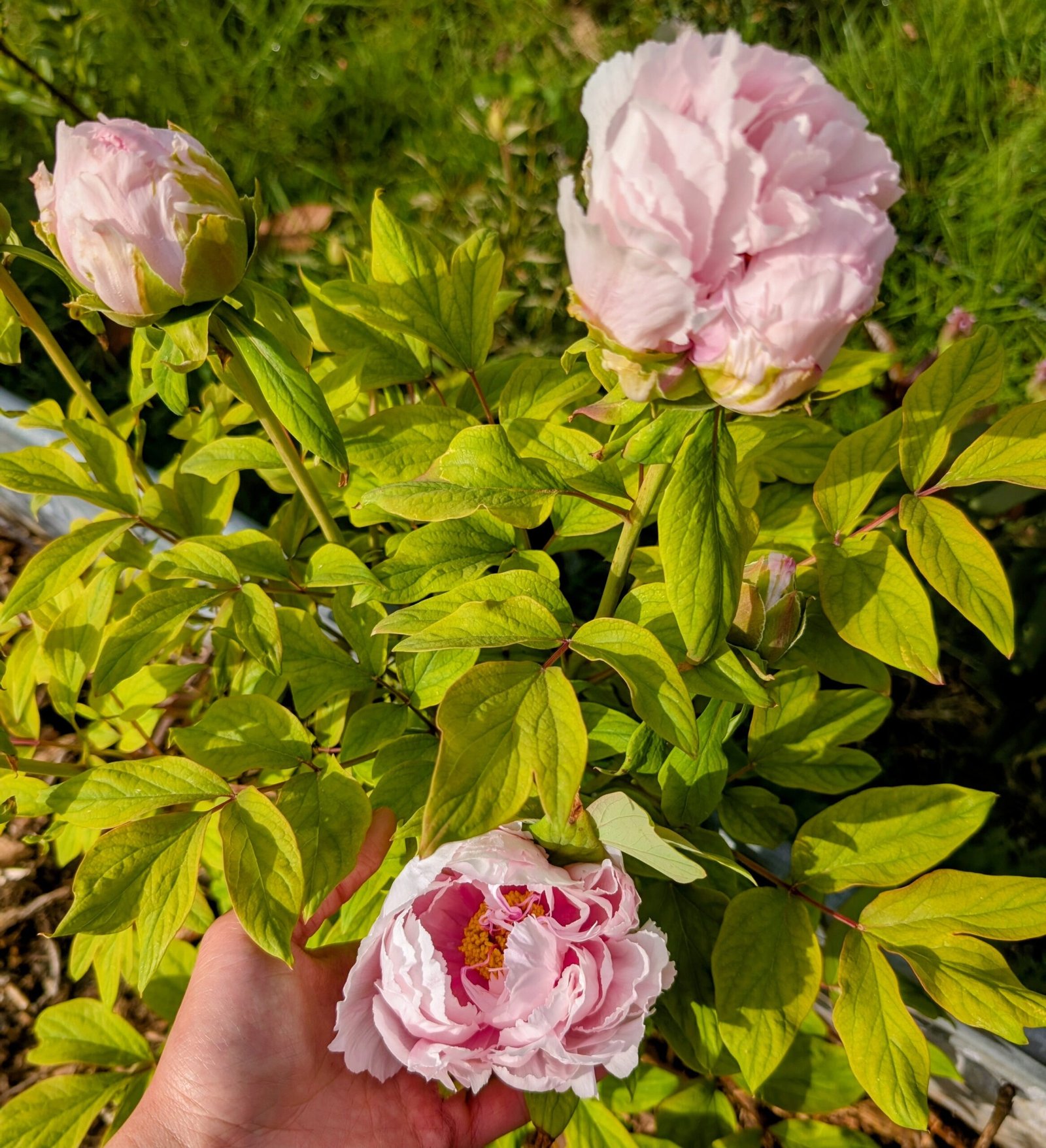 "Peach blossom in the snow" large flower tree peony - Image 10