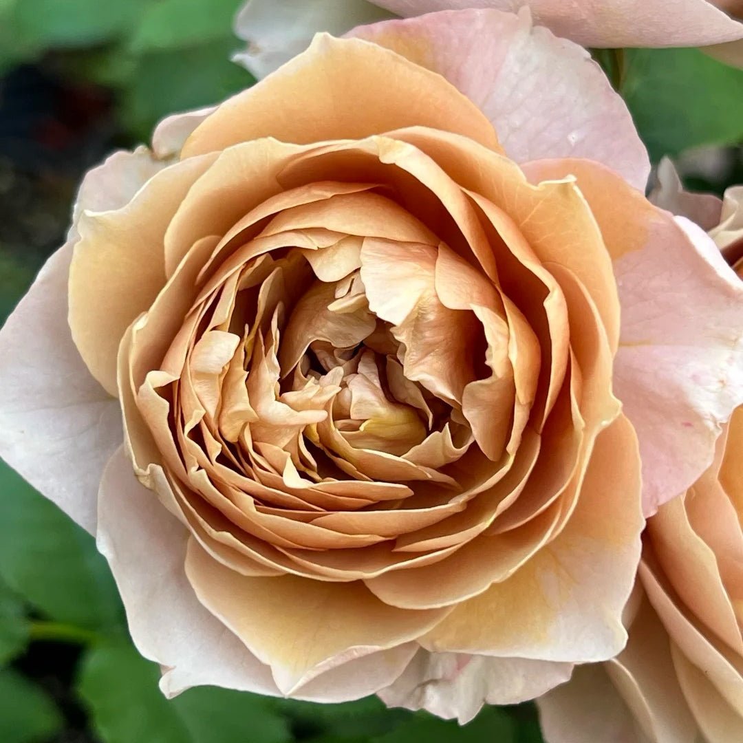 Charlotte Perriand Japanese garden rose plant flower bush shrub - Image 7